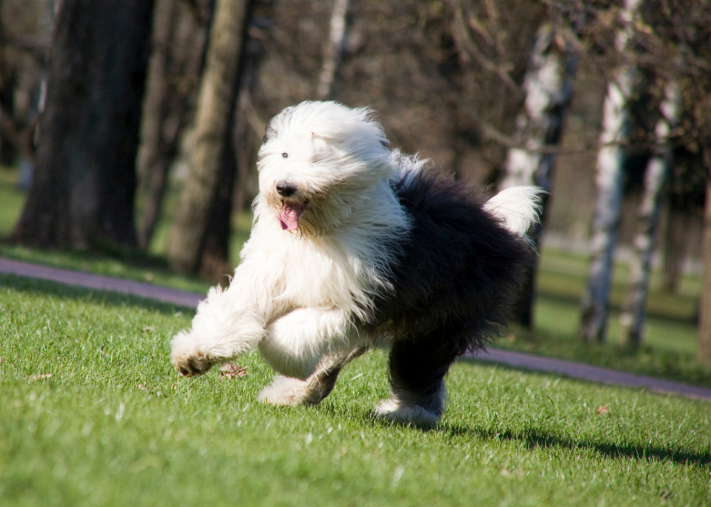 #17. Old English sheepdog